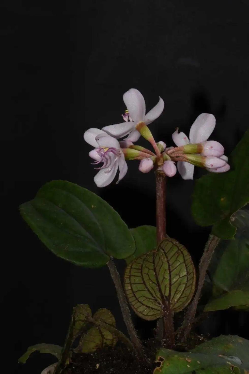 新物種！云南發(fā)現(xiàn)野牡丹科金平異藥花