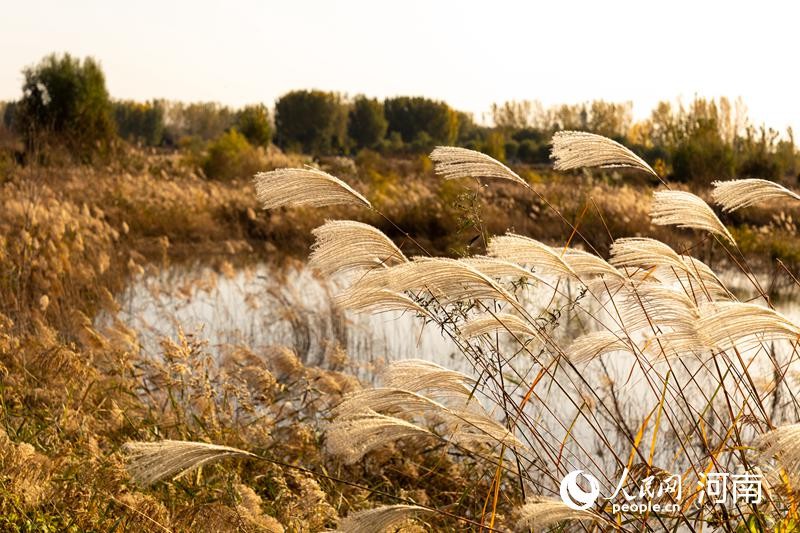 河南鄭州：濱黃風(fēng)光好廊道美如畫