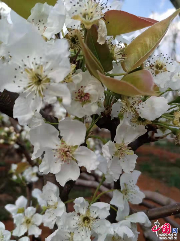 云南安寧：生態(tài)農(nóng)業(yè)促發(fā)展科技觀光創(chuàng)效益